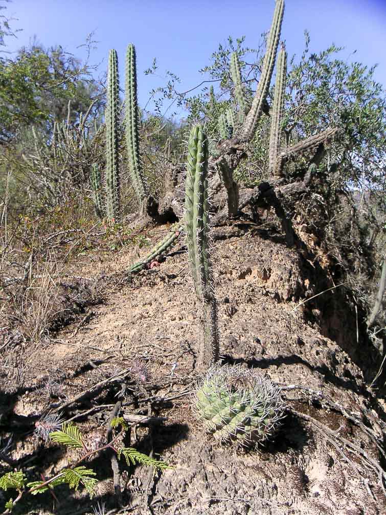 Gymnocalycium pflanzii